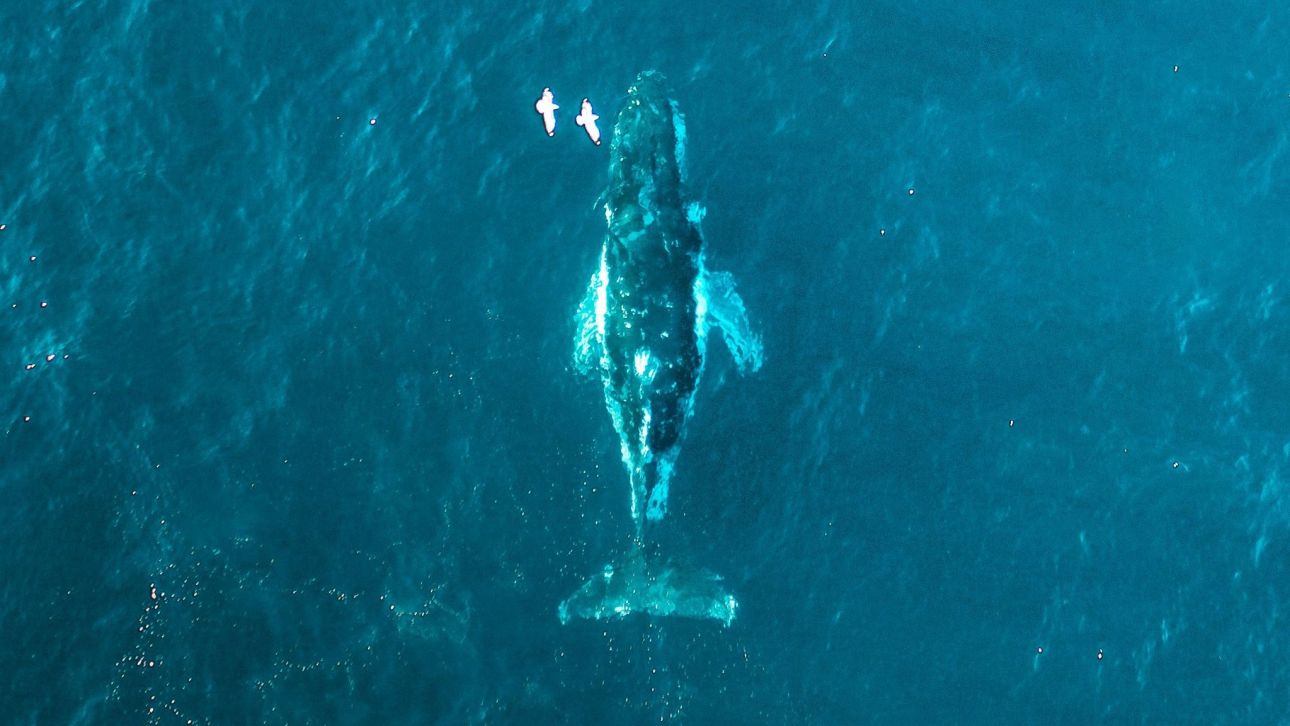 &Phi;ά&lambda;&alpha;&iota;&nu;&alpha; &Tau;ί&mu;&iota;: &Pi;&alpha;&rho;&alpha;&iota;&tau;&epsilon;ί&tau;&alpha;&iota; &alpha;&pi;ό &tau;&eta; &mu;ά&chi;&eta; &gamma;&iota;&alpha; &zeta;&omega;ή - &Sigma;&tau;&alpha;&mu;&alpha;&tau;&omicron;ύ&nu; &omicron;&iota; &pi;&rho;&omicron;&sigma;&pi;ά&theta;&epsilon;&iota;&epsilon;&sigmaf; &delta;&iota;ά&sigma;&omega;&sigma;ή&sigmaf; &tau;&eta;&sigmaf;