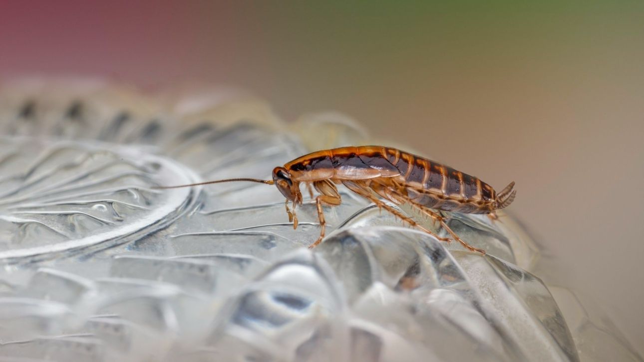 &Omicron;&iota; &kappa;&alpha;&tau;&sigma;&alpha;&rho;ί&delta;&epsilon;&sigmaf; &mu;&pi;&omicron;&rho;&epsilon;ί &nu;&alpha; &kappa;&rho;&alpha;&tau;&omicron;ύ&nu; &tau;&omicron; &kappa;&lambda;&epsilon;&iota;&delta;ί &gamma;&iota;&alpha; &tau;&eta; &mu;&epsilon;&tau;&alpha;&tau;&rho;&omicron;&pi;ή &tau;&omicron;&upsilon; &pi;&lambda;&alpha;&sigma;&tau;&iota;&kappa;&omicron;ύ &sigma;&epsilon; &kappa;&alpha;ύ&sigma;&iota;&mu;&omicron;