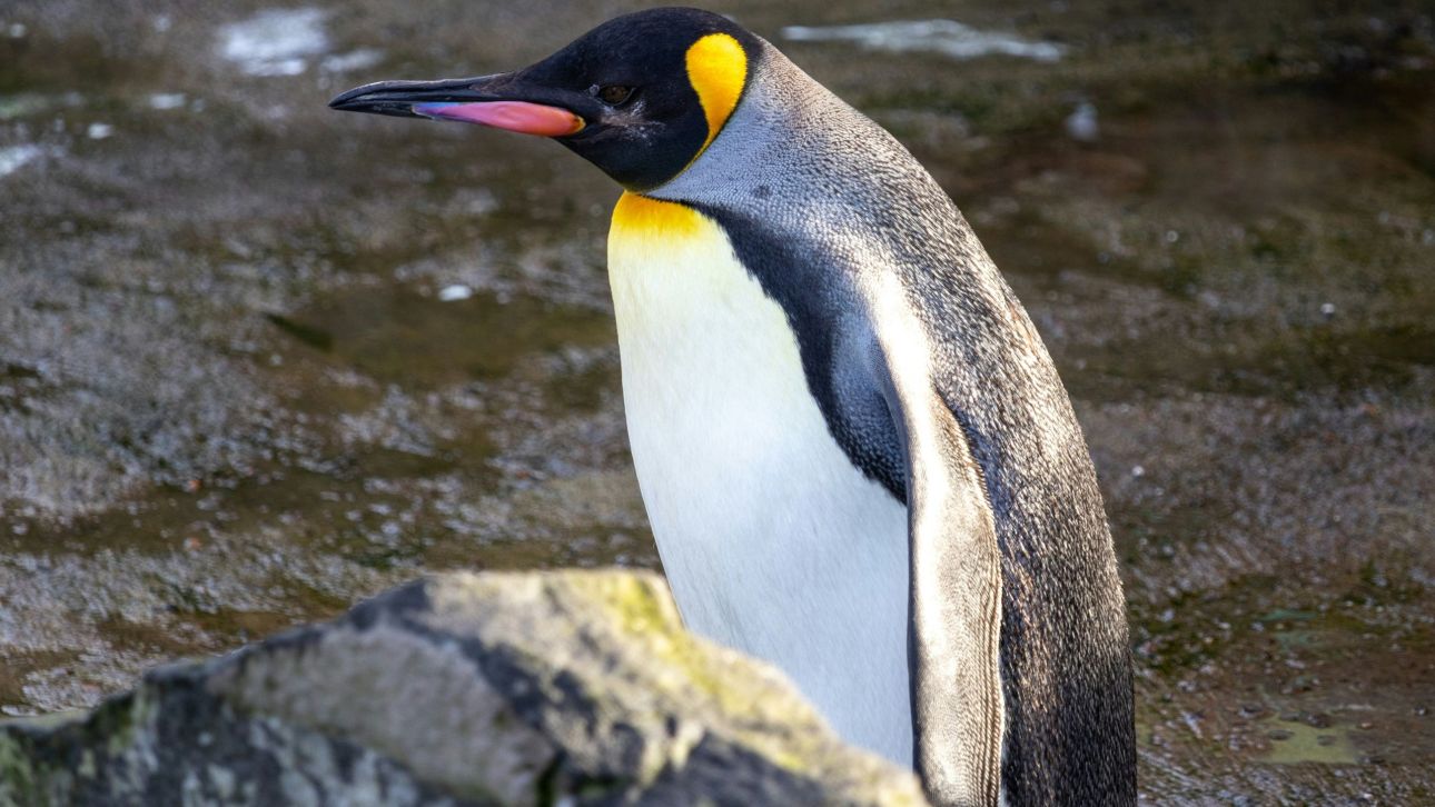 Ο αυτοκρατορικός πιγκουίνος περιελήφθη επισήμως στα «απειλούμενα» είδη