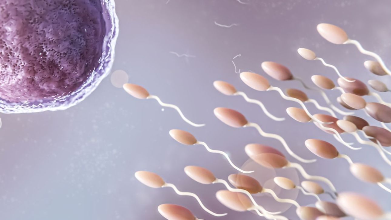 &Eta; &pi;&omicron;&iota;ό&tau;&eta;&tau;&alpha; &tau;&omicron;&upsilon; &alpha;&nu;&theta;&rho;ώ&pi;&iota;&nu;&omicron;&upsilon; &sigma;&pi;έ&rho;&mu;&alpha;&tau;&omicron;&sigmaf; &kappa;&omicron;&rho;&upsilon;&phi;ώ&nu;&epsilon;&tau;&alpha;&iota; &tau;&omicron; &kappa;&alpha;&lambda;&omicron;&kappa;&alpha;ί&rho;&iota;, &delta;&iota;&alpha;&pi;ί&sigma;&tau;&omega;&sigma;&epsilon; &mu;&epsilon;&lambda;έ&tau;&eta;