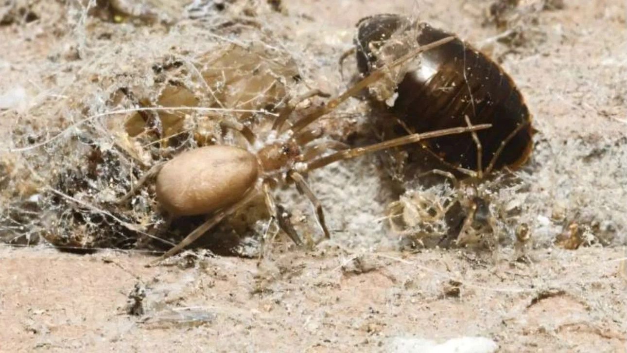 &Eta; &alpha;&rho;ά&chi;&nu;&eta; &pi;&omicron;&upsilon; &laquo;&beta;&alpha;&phi;&tau;ί&sigma;&tau;&eta;&kappa;&epsilon;&raquo; &alpha;&pi;ό &tau;&omicron;&upsilon;&sigmaf; Pink Floyd &kappa;&alpha;&iota; &kappa;&upsilon;&nu;&eta;&gamma;ά &theta;&eta;&rho;ά&mu;&alpha;&tau;&alpha; έ&omega;&sigmaf; έ&xi;&iota; &phi;&omicron;&rho;έ&sigmaf; &tau;&omicron; &mu;έ&gamma;&epsilon;&theta;ό&sigmaf; &tau;&eta;&sigmaf;