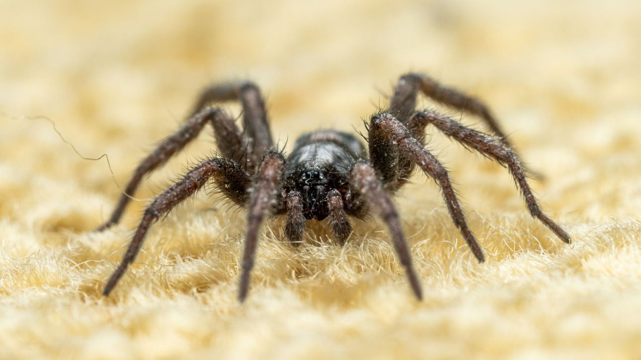 &Gamma;&upsilon;&nu;&alpha;ί&kappa;&alpha; &xi;έ&chi;&alpha;&sigma;&epsilon; &pi;&alpha;&kappa;έ&tau;&omicron; &mu;&epsilon; 20 &tau;&alpha;&rho;&alpha;&nu;&tau;&omicron;ύ&lambda;&epsilon;&sigmaf; &sigma;&epsilon; &tau;&rho;έ&nu;&omicron; &sigma;&tau;&eta; &Gamma;&epsilon;&rho;&mu;&alpha;&nu;ί&alpha; - &Tau;&iota; &beta;&rho;ή&kappa;&alpha;&nu; &omicron;&iota; &Alpha;&rho;&chi;έ&sigmaf;