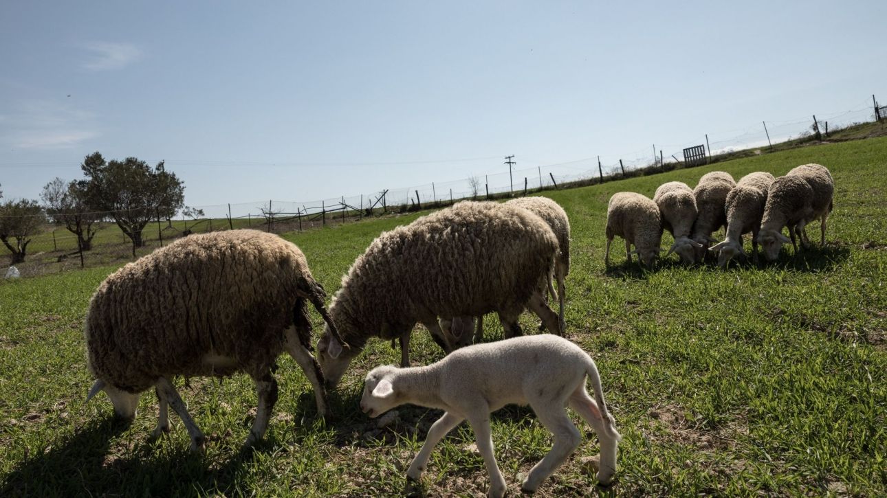 Αλυσιδωτές οι επιπτώσεις του αφθώδους πυρετού στη Μυτιλήνη: «Έχουμε χάσει τον ύπνο μας»