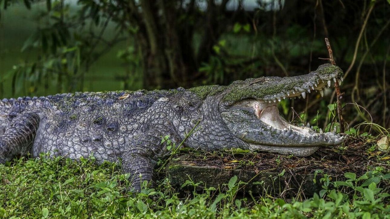 &Gamma;&alpha;&lambda;&lambda;ί&alpha;: &Kappa;&rho;&omicron;&kappa;ό&delta;&epsilon;&iota;&lambda;&omicron;&sigmaf; &beta;&rho;έ&theta;&eta;&kappa;&epsilon; &nu;&epsilon;&kappa;&rho;ό&sigmaf; &sigma;&epsilon; &kappa;&alpha;&nu;ά&lambda;&iota;, &tau;&upsilon;&lambda;&iota;&gamma;&mu;έ&nu;&omicron;&sigmaf; &sigma;&epsilon; &upsilon;&pi;&nu;ό&sigma;&alpha;&kappa;&omicron; &kappa;&alpha;&iota; έ&chi;&omicron;&nu;&tau;&alpha;&sigmaf; &delta;&epsilon;&theta;&epsilon;ί &mu;&epsilon; &alpha;&lambda;&upsilon;&sigma;ί&delta;&epsilon;&sigmaf;