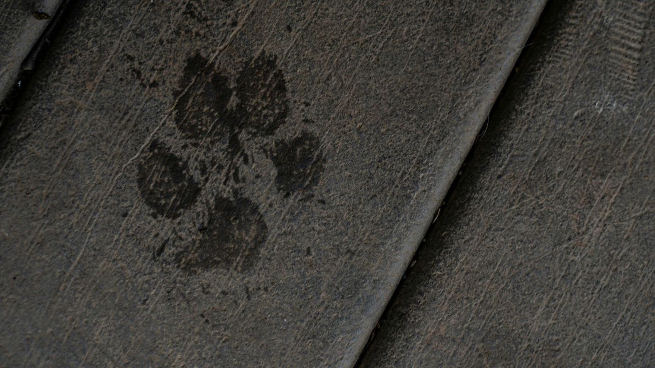 Κτηνωδία στη Χαλκιδική: Δηλητηρίασαν 21 αδέσποτα ζώα - Έρευνες για τον εντοπισμό των δραστών