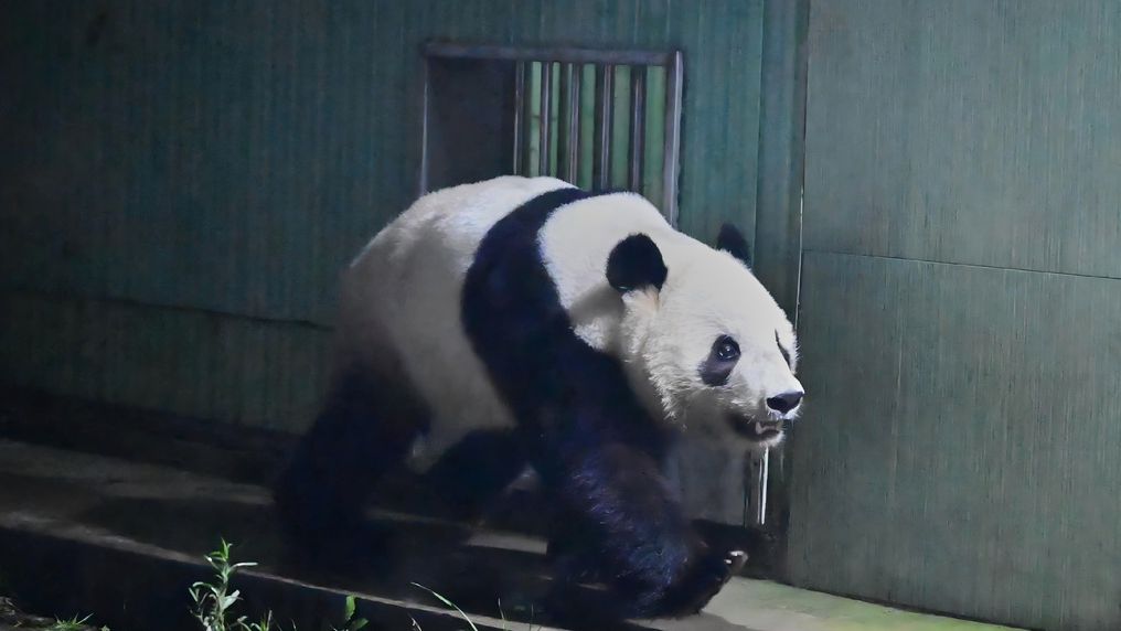 Οι απρόσμενοι απεσταλμένοι της Κίνας στις ΗΠΑ εν μέσω εντάσεων με το Ιράν: δύο γιγάντια πάντα