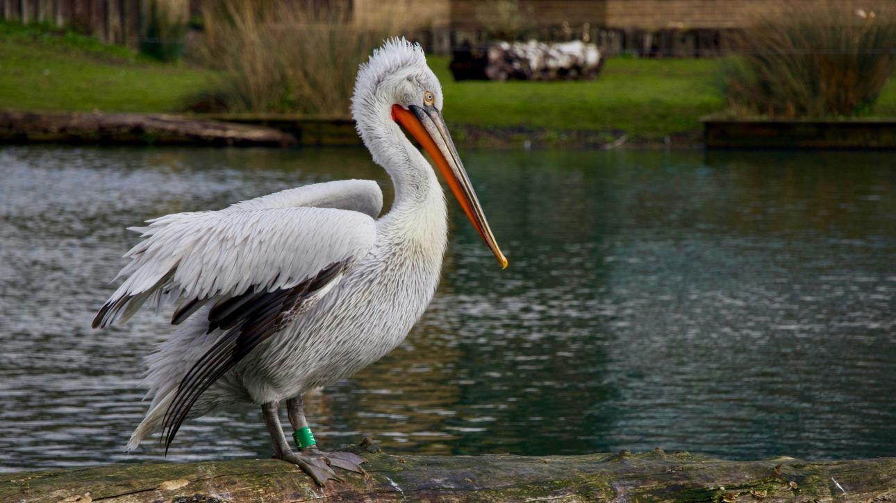 Follow the Pelican: &Delta;&epsilon;ί&tau;&epsilon; &sigma;&epsilon; &pi;&rho;&alpha;&gamma;&mu;&alpha;&tau;&iota;&kappa;ό &chi;&rho;ό&nu;&omicron; &tau;&iota;&sigmaf; &mu;&epsilon;&tau;&alpha;&kappa;&iota;&nu;ή&sigma;&epsilon;&iota;&sigmaf; &tau;&omega;&nu; &alpha;&rho;&gamma;&upsilon;&rho;&omicron;&pi;&epsilon;&lambda;&epsilon;&kappa;ά&nu;&omega;&nu;