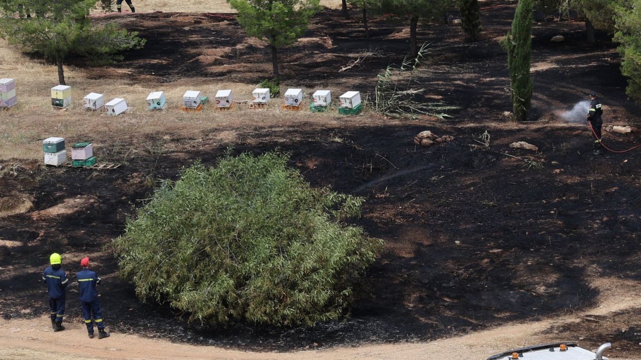 Φωτιά στο Άλσος Βεΐκου: Βίντεο κατέγραψε μελισσοκόμο στο σημείο - Ταυτοποιήθηκε και αναζητείται