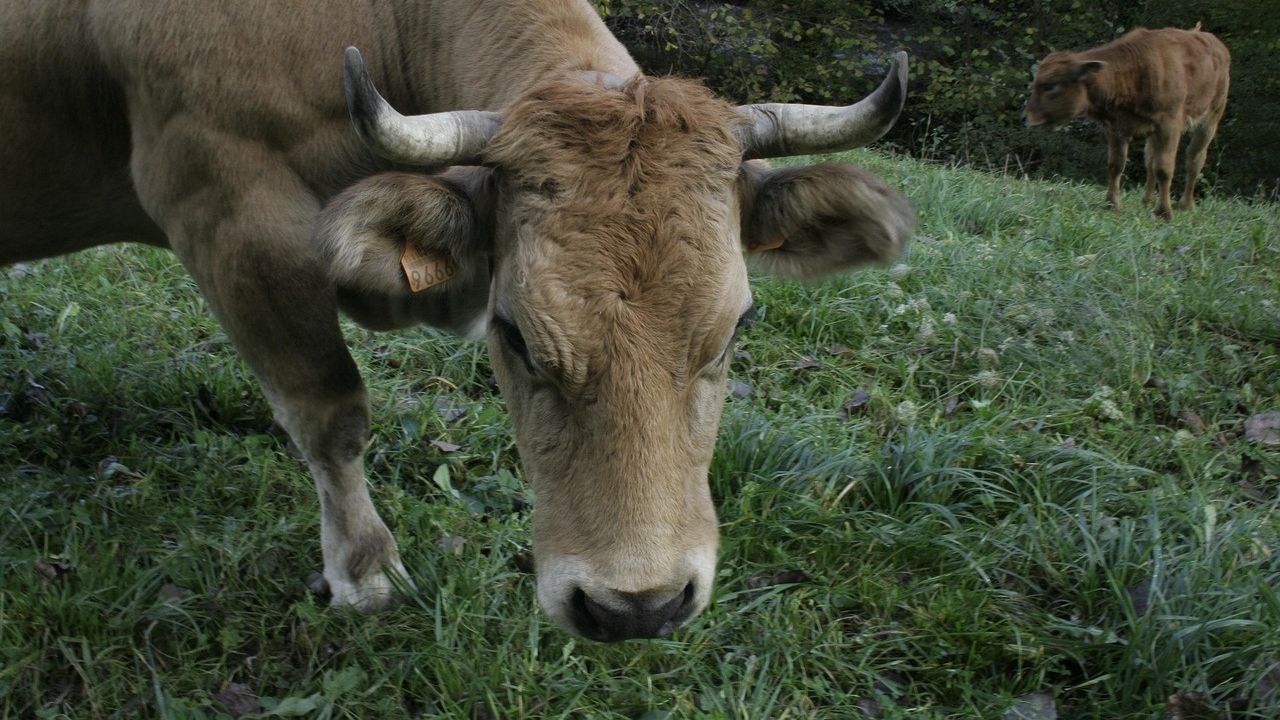 Ένας αγρότης εγκατέλειψε 5 αγελάδες σε ένα ερημονήσι το 1871 – Τι έδειξε το DNA τους 130 χρόνια μετά
