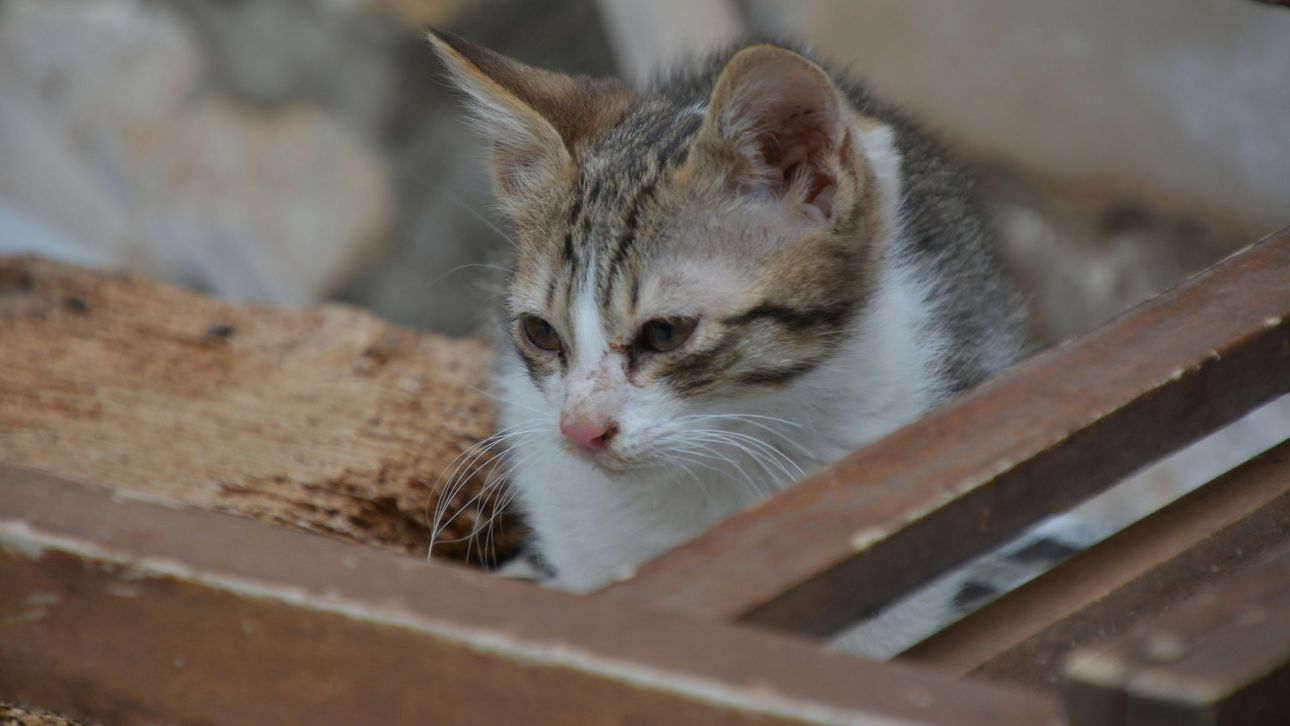 &Sigma;&epsilon;&iota;&sigma;&mu;ό&sigmaf; &sigma;&tau;&eta;&nu; &Kappa;&omicron;&lambda;&omicron;&mu;&beta;ί&alpha;: &Gamma;&alpha;&tau;ά&kappa;&iota; &beta;&gamma;&alpha;ί&nu;&epsilon;&iota; &zeta;&omega;&nu;&tau;&alpha;&nu;ό &mu;έ&sigma;&alpha; &alpha;&pi;ό &tau;&alpha; &sigma;&upsilon;&nu;&tau;&rho;ί&mu;&iota;&alpha;