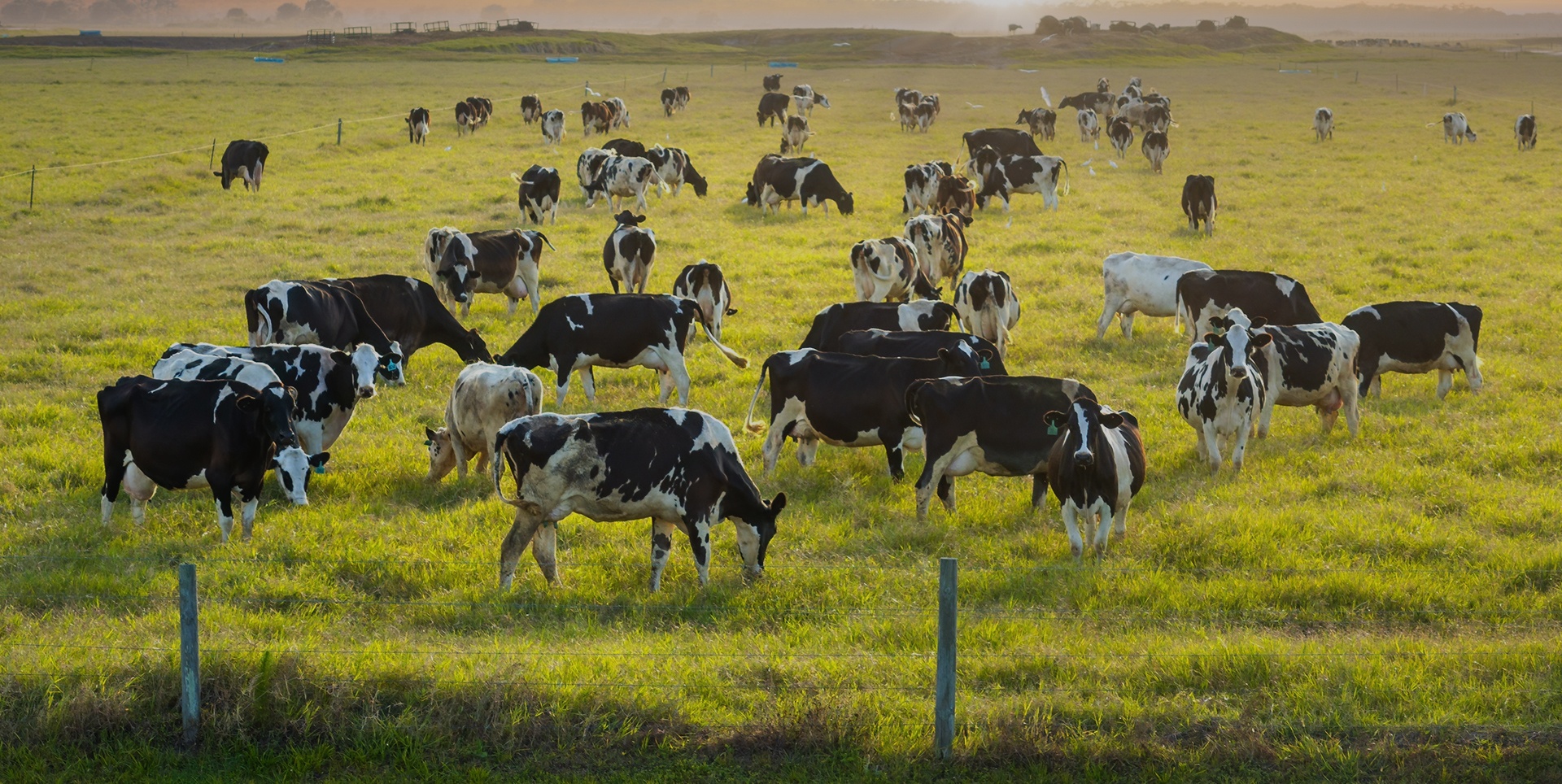 Κτηνοτροφία