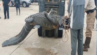 Θηριώδης κροκόδειλος σε εμπορικό κέντρο