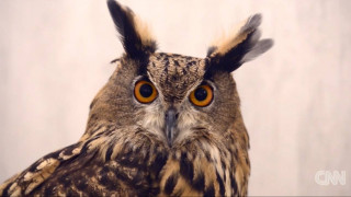 Πίνοντας καφέ παρέα με τις κουκουβάγιες του Τόκιο