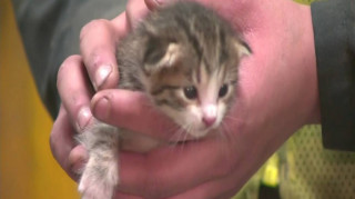 Το γατάκι που έμεινε με... έξι ζωές!