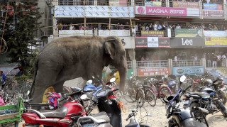 Αφηνιασμένος ελέφαντας σκορπά τον πανικό σε ινδικό χωριό