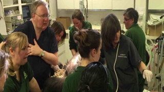 Το γοριλάκι που ήρθε στον κόσμο με καισαρική