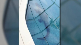 Κροκόδειλος – μπον βιβέρ στην πισίνα έπαυλης