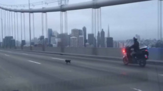 Αθώος πλην επικίνδυνος φυγάς: Αστυνομική καταδίωξη ενός... σκύλου!