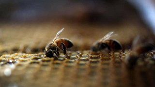 Επίθεση 20.000 μελισσών σε τέμενος της Αριζόνα