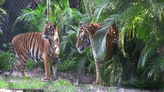 Φρικτός θάνατος: Τίγρης κατασπάραξε την εκπαιδεύτριά του