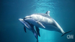 Το θαύμα της γέννησης ενός σπάνιου δελφινιού
