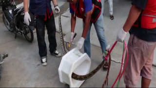 Πύθωνας τρύπωσε σε τουαλέτα και δάγκωσε άνδρα στα γεννητικά όργανα