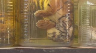 Δεκάδες νεκρά τιγράκια σε αμφιλεγόμενο «ναό»