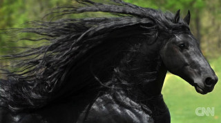 Αυτό είναι το πιο όμορφο άλογο το κόσμου!
