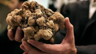 Τι έφταιξε και  «έπεσε» η τιμή του πιο ακριβού τροφίμου στον κόσμο