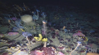 Πώς είναι ο κόσμος κάτω από τους πάγους της Ανταρκτικής;