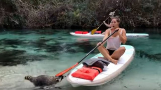 Μοντέλο VS Ρακούν: Αυτή τη μάχη ποιος θα την κερδίσει;  (Vid)