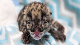 Σπάνια λεοπάρδαλη γεννήθηκε με τεχνητή γονιμοποίηση