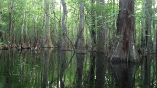 Στα μαγκρόβια δάση της Φλόριντα με ξεναγό τον καλύτερο φωτογράφο άγριας ζωής