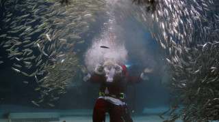 Άγιοι Βασίληδες σε… ενυδρείο