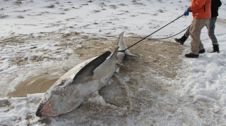 ΗΠΑ: Παγώνουν από τις πολικές θερμοκρασίες οι καρχαρίες (pics)