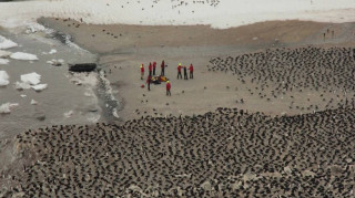 Τεράστια αποικία πιγκουίνων  εντοπίστηκε στην Ανταρκτική