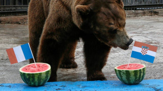 Παγκόσμιο Κύπελλο 2018: Ο αρκούδος Μπούγιαν βλέπει... Κροατία