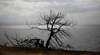 Φωτιά - Αττική: Οι πληγές της επόμενης μέρας