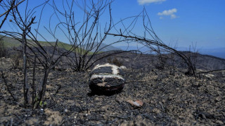 Εφορία: Εξαιρούνται κατασχέσεων και συμψηφισμών οι πυρόπληκτοι