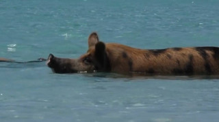 Κολυμπώντας με... γουρούνια στις Μπαχάμες