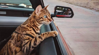 Suki: Μία… τετράποδη επιτυχημένη travel blogger