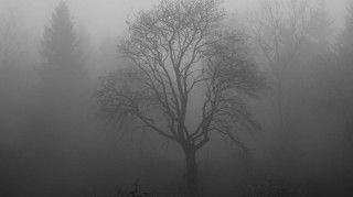 Ολλανδία: Ξεριζωμένο από καταιγίδα δέντρο, αποκάλυψε ένα από τα μεγαλύτερα εργαστήρια κοκαΐνης