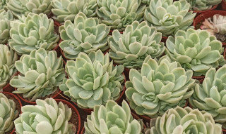 Θεσσαλονίκη: 76χρονος καλλιεργεί 700 είδη κάκτων και τα εξάγει στο εξωτερικό