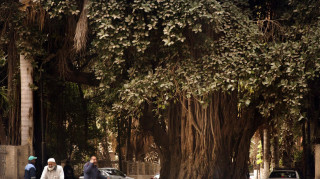 Έχουν βρεθεί στη Γη 30 δέντρα ηλικίας άνω των 2.000 ετών - Τα γηραιότερα φτάνουν τα 4.900 έτη