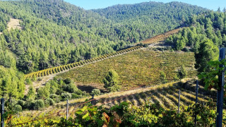 Χαλκιδική: Ο μεγαλύτερος βιολογικός αμπελώνας στη χώρα κι ένας από τους μεγαλύτερους σε Ευρώπη