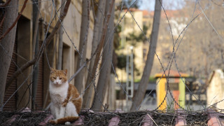 Εκλογές στην Κύπρο, η ιστορία: Απαγωγές, εκπλήξεις και μάχες στο όριο