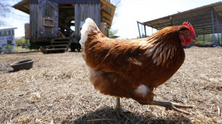 Καταδικάστηκε κατά συρροήν δολοφόνος... κοτόπουλων στην Κίνα