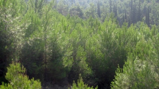 ΥΠΕΝ: Θα εξετάζονται κατά προτεραιότητα τα αποδεκτά αιτήματα προδήλων σφαλμάτων