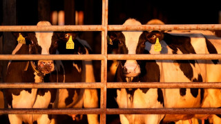 Τουρκία: 3.000 αγελάδες παραμένουν πάνω σε ένα πλοίο, στις τουρκικές ακτές, από τις 21 Οκτωβρίου