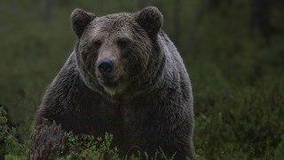 Πέθανε η αρκούδα Μπάρμπαρα - Η ανάρτηση του Αρκτούρου